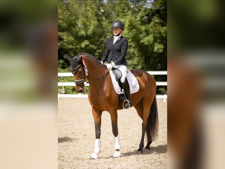 Caballo de deporte alemán Yegua 8 años 166 cm Castaño in Prussendorf/ Zörbig