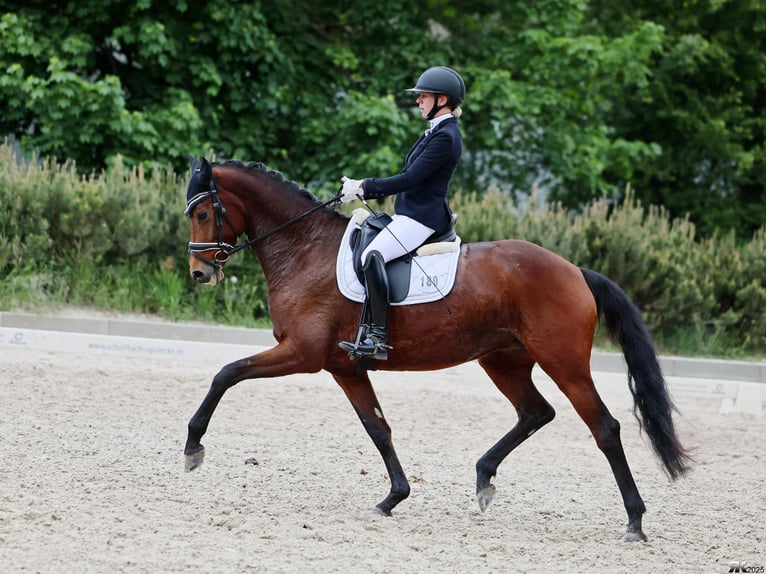 Caballo de deporte alemán Yegua 8 años 166 cm Castaño in Prussendorf/ Zörbig