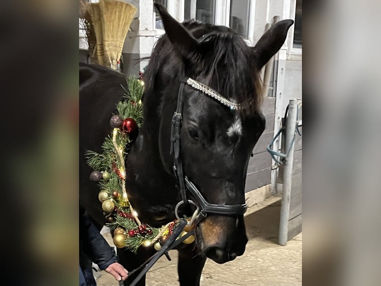 Caballo de deporte alemán Yegua 8 años 166 cm Morcillo in Stendal