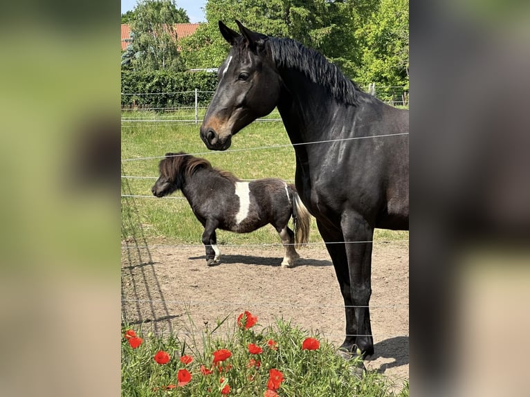Caballo de deporte alemán Yegua 8 años 166 cm Morcillo in Stendal