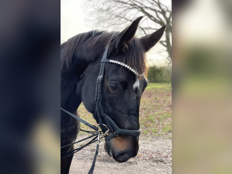 Caballo de deporte alemán Yegua 8 años 166 cm Morcillo in Stendal