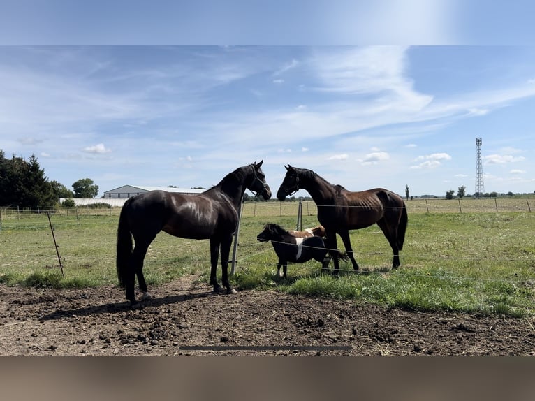 Caballo de deporte alemán Yegua 8 años 166 cm Morcillo in Stendal