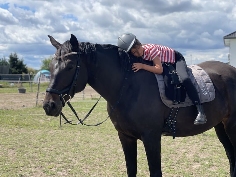 Caballo de deporte alemán Yegua 8 años 166 cm Morcillo in Stendal