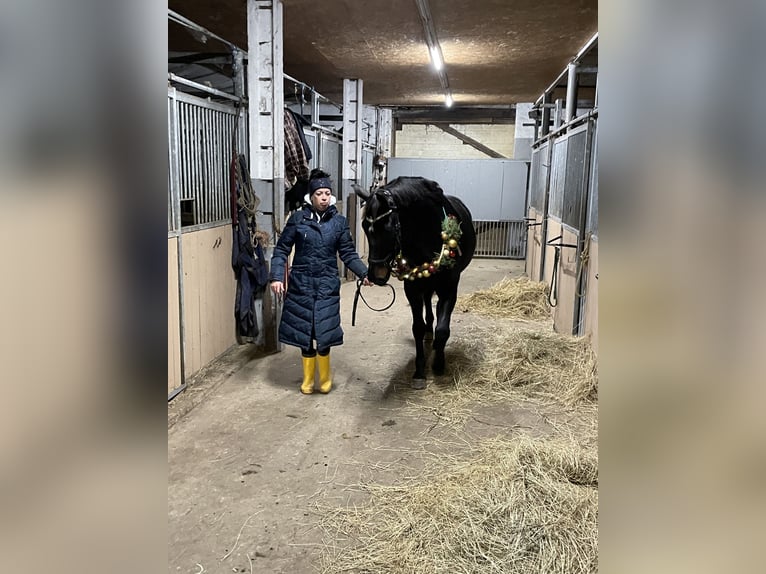 Caballo de deporte alemán Yegua 8 años 166 cm Morcillo in Stendal