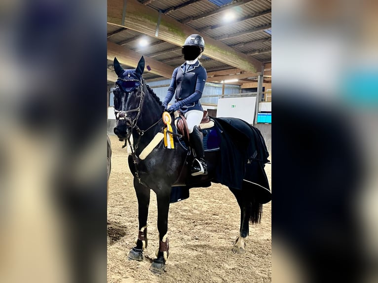 Caballo de deporte alemán Yegua 8 años 166 cm Morcillo in G&#xFC;tersloh