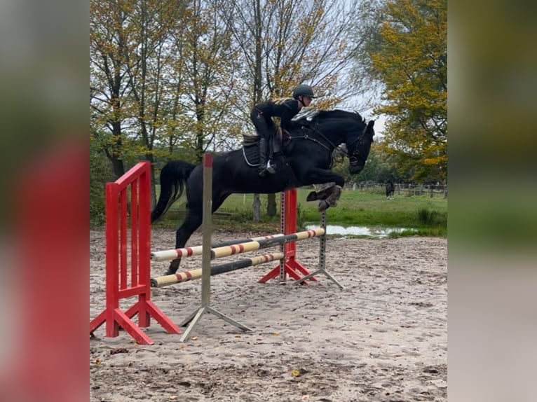 Caballo de deporte alemán Yegua 8 años 166 cm Morcillo in G&#xFC;tersloh