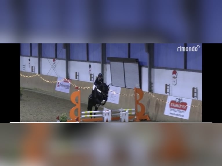 Caballo de deporte alemán Yegua 8 años 166 cm Morcillo in G&#xFC;tersloh