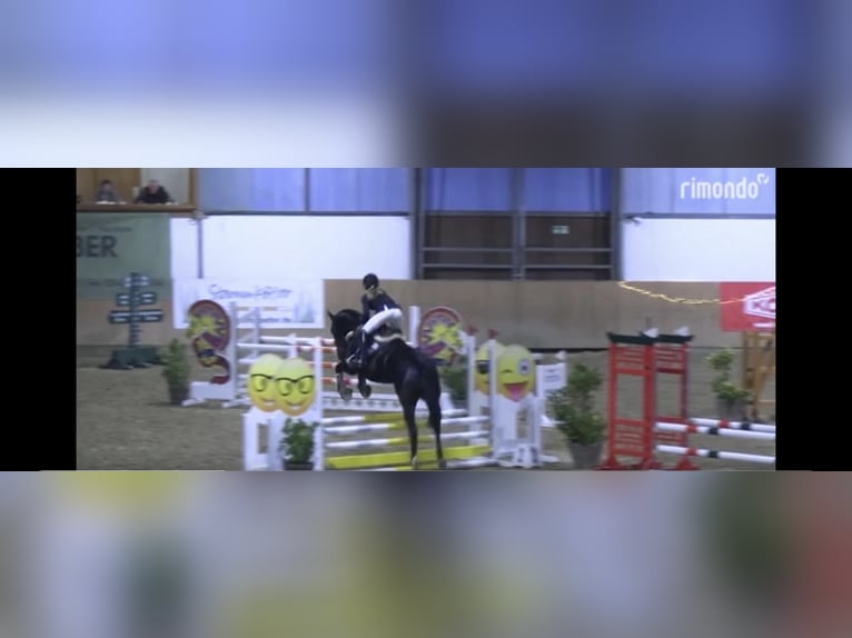 Caballo de deporte alemán Yegua 8 años 166 cm Morcillo in G&#xFC;tersloh