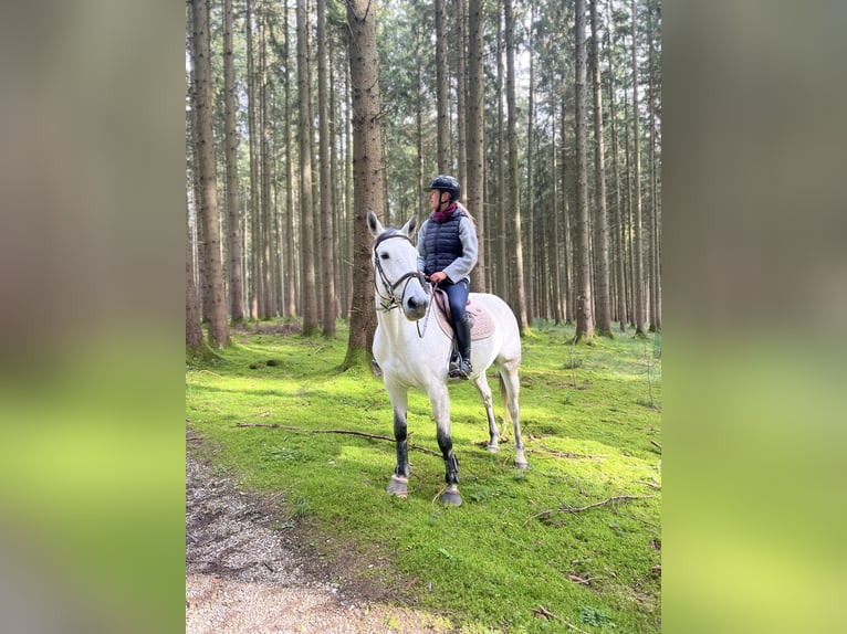 Caballo de deporte alemán Yegua 8 años 166 cm Musgo marrón in Gaimersheim