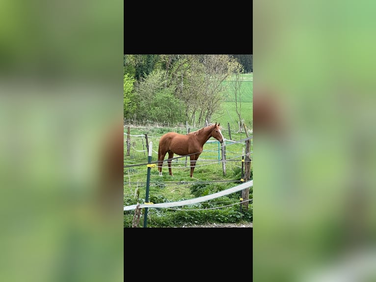 Caballo de deporte alemán Yegua 8 años 167 cm Alazán in Steinhöring