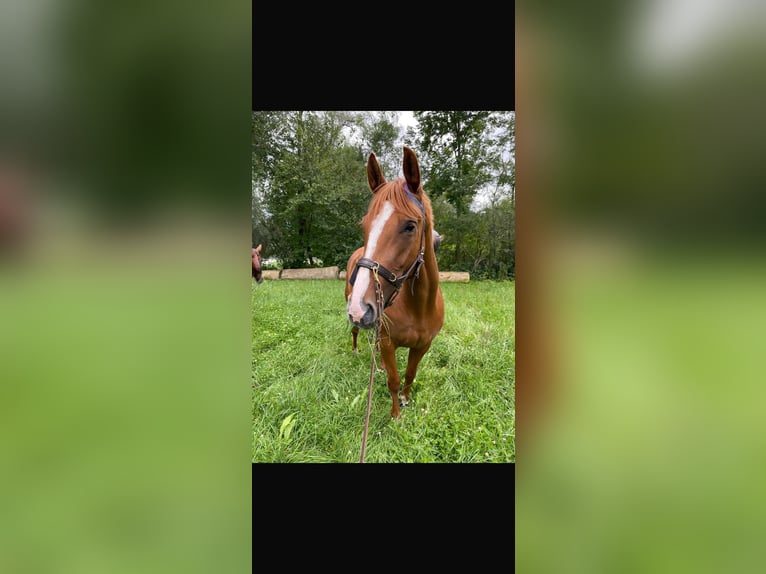 Caballo de deporte alemán Yegua 8 años 167 cm Alazán in Steinhöring