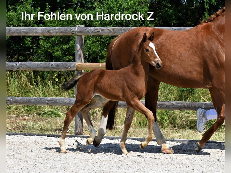 Caballo de deporte alemán Yegua 8 años 167 cm Alazán in Laichingen