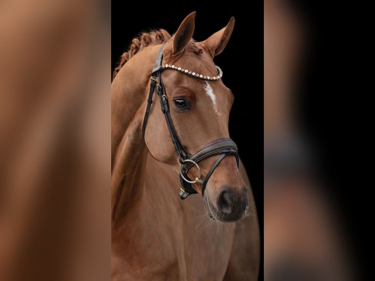 Caballo de deporte alemán Yegua 8 años 167 cm Alazán-tostado in Wehringen