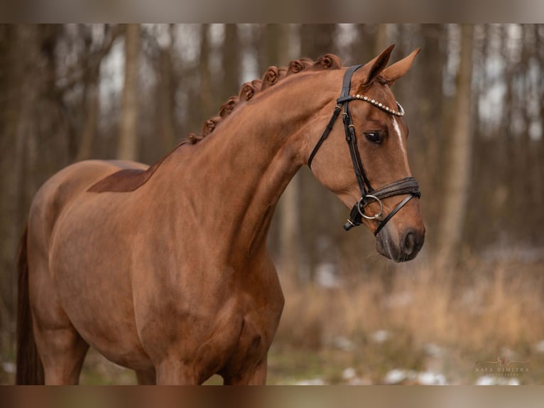 Caballo de deporte alemán Yegua 8 años 167 cm Alazán-tostado in Wehringen