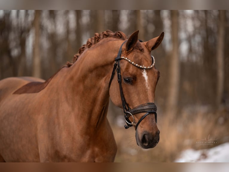 Caballo de deporte alemán Yegua 8 años 167 cm Alazán-tostado in Wehringen