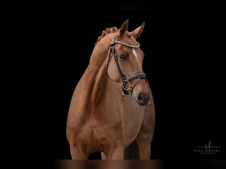 Caballo de deporte alemán Yegua 8 años 167 cm Alazán-tostado in Wehringen