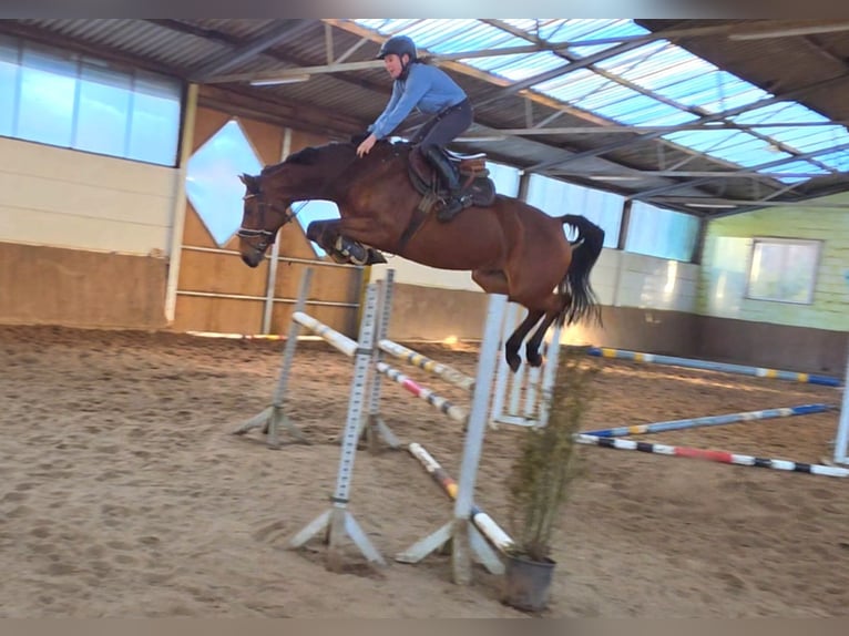 Caballo de deporte alemán Yegua 8 años 167 cm Castaño in Braunschweig