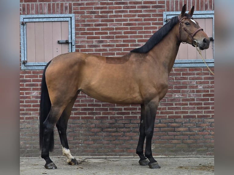 Caballo de deporte alemán Yegua 8 años 167 cm Castaño in Someren