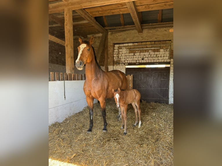 Caballo de deporte alemán Yegua 8 años 167 cm Castaño in Gransee