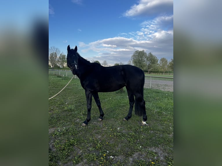 Caballo de deporte alemán Yegua 8 años 167 cm Morcillo in Miltern