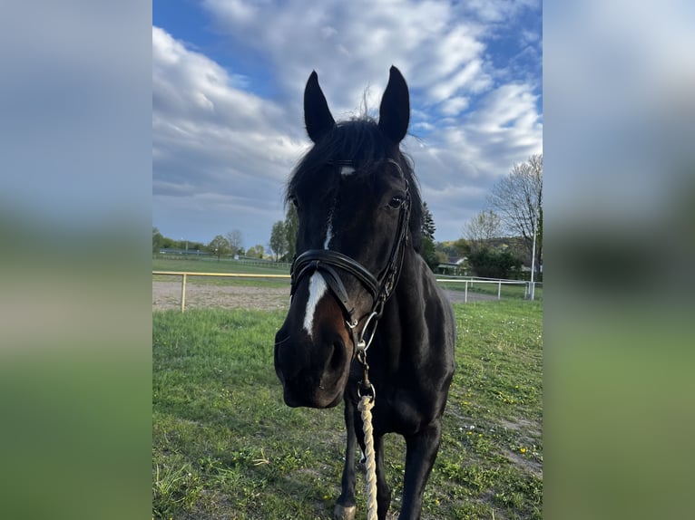 Caballo de deporte alemán Yegua 8 años 167 cm Morcillo in Miltern