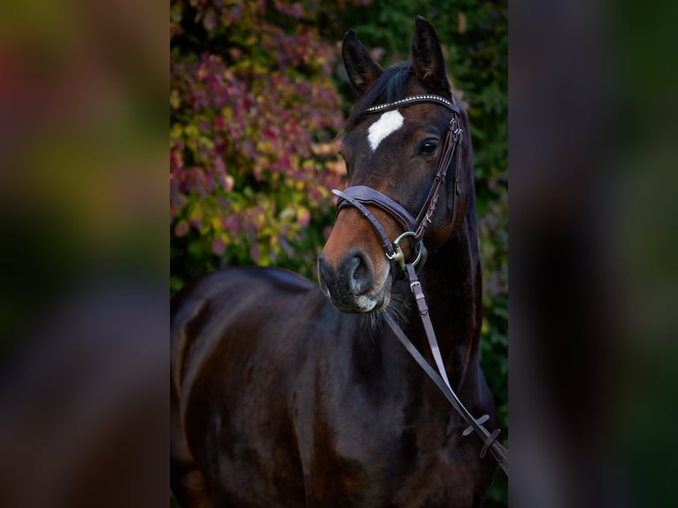 Caballo de deporte alemán Yegua 8 años 167 cm Morcillo in Fronreute