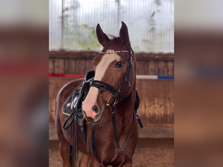 Caballo de deporte alemán Yegua 8 años 168 cm Alazán in Eningen unter Achalm