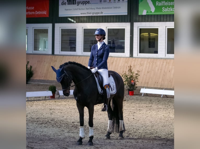 Caballo de deporte alemán Yegua 8 años 168 cm in Delbrück