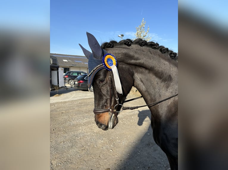 Caballo de deporte alemán Yegua 8 años 168 cm in Delbrück