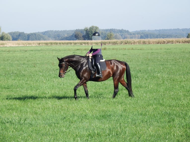 Caballo de deporte alemán Yegua 8 años 168 cm Castaño in Groß Schulzendorf