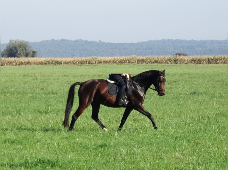 Caballo de deporte alemán Yegua 8 años 168 cm Castaño in Groß Schulzendorf