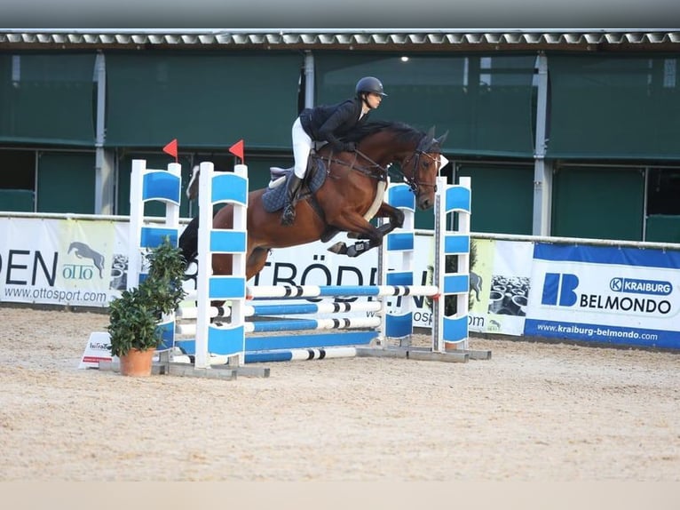 Caballo de deporte alemán Yegua 8 años 168 cm Castaño in Allershausen