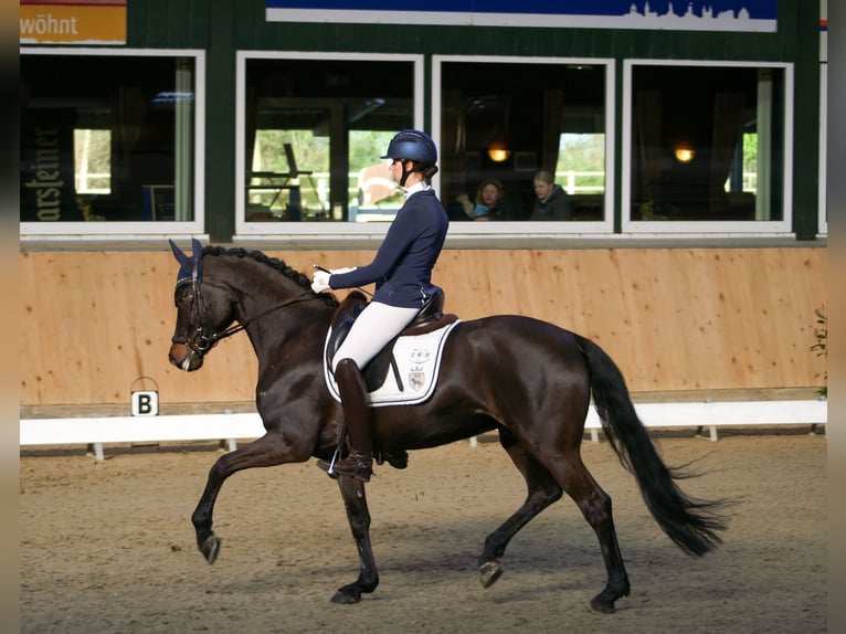 Caballo de deporte alemán Yegua 8 años 168 cm Morcillo in Delbrück