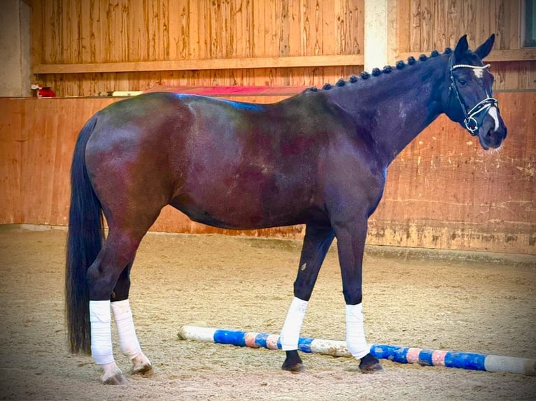Caballo de deporte alemán Yegua 8 años 168 cm Negro in Starnberg