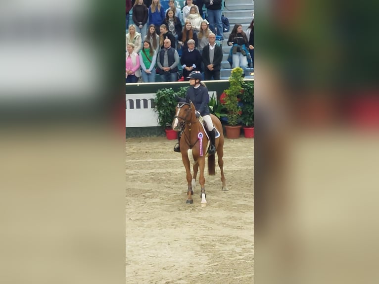 Caballo de deporte alemán Yegua 8 años 169 cm Alazán in Stegersbach