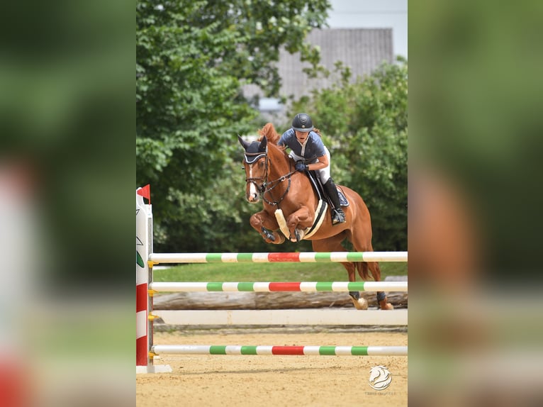 Caballo de deporte alemán Yegua 8 años 169 cm Alazán in Stegersbach