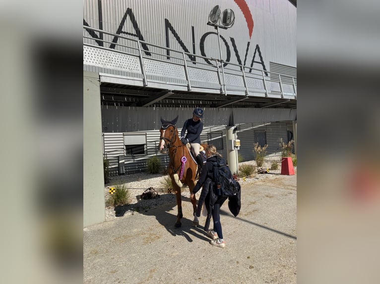 Caballo de deporte alemán Yegua 8 años 169 cm Alazán in Stegersbach