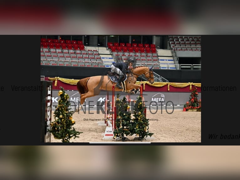 Caballo de deporte alemán Yegua 8 años 169 cm Alazán in Stegersbach