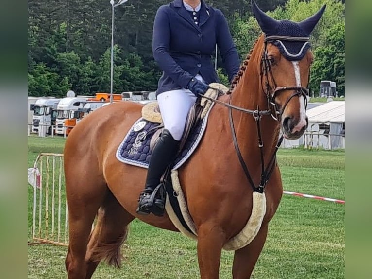 Caballo de deporte alemán Yegua 8 años 169 cm Alazán in Stegersbach