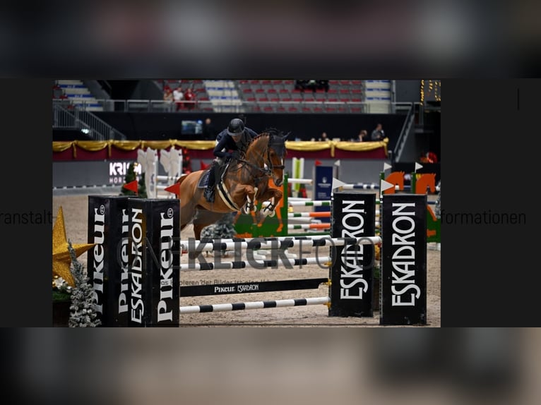 Caballo de deporte alemán Yegua 8 años 169 cm Alazán in Stegersbach
