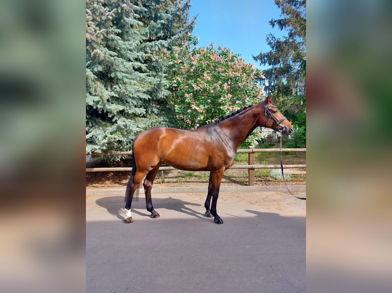 Caballo de deporte alemán Yegua 8 años 169 cm Castaño in Staßfurt