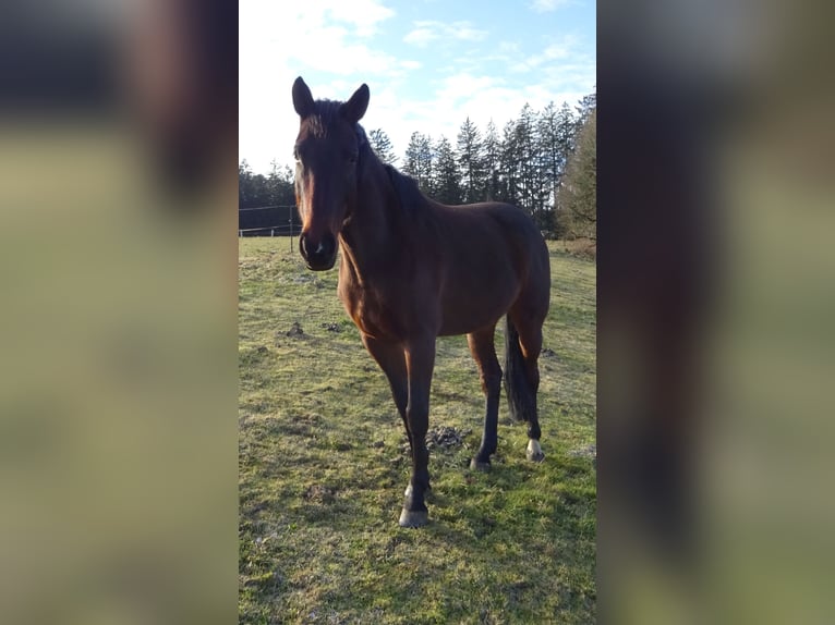 Caballo de deporte alemán Yegua 8 años 169 cm Castaño oscuro in Allershausen