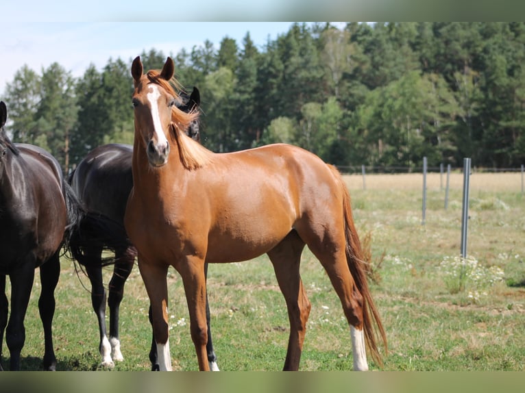 Caballo de deporte alemán Yegua 8 años 170 cm Alazán in Schopfloch