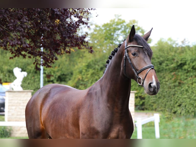 Caballo de deporte alemán Yegua 8 años 170 cm  in Schwäbisch Hall
