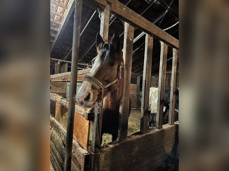 Caballo de deporte alemán Yegua 8 años 170 cm Castaño in Renningen