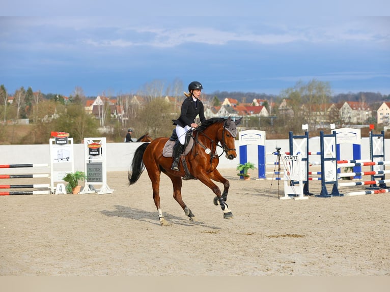 Caballo de deporte alemán Yegua 8 años 170 cm Castaño claro in Greppin
