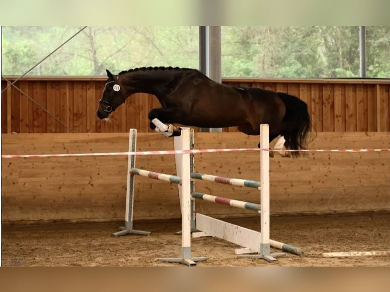 Caballo de deporte alemán Yegua 8 años 170 cm Castaño oscuro in Ansbach