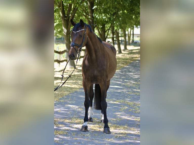 Caballo de deporte alemán Yegua 8 años 170 cm Castaño oscuro in Bautzen