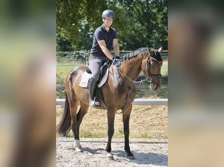 Caballo de deporte alemán Yegua 8 años 170 cm Castaño oscuro in Bautzen