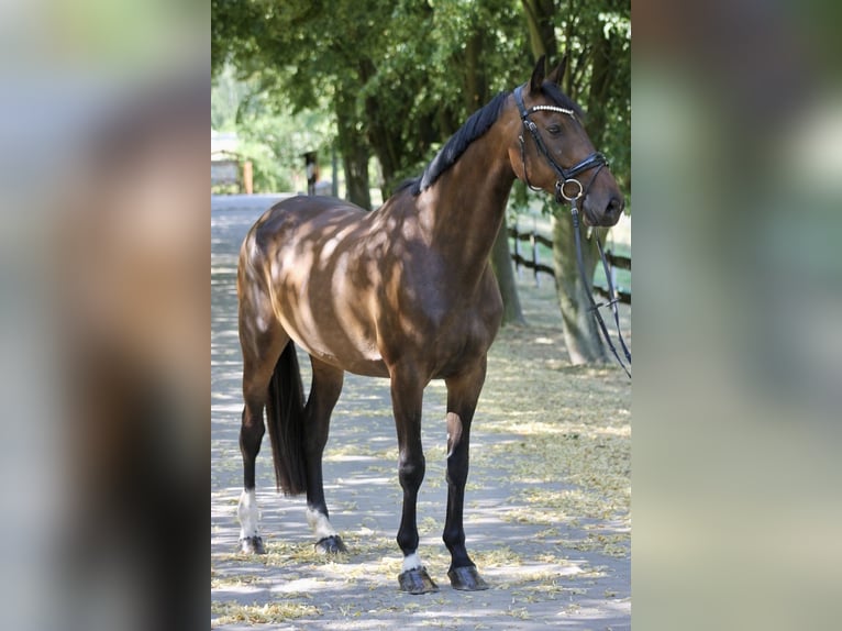 Caballo de deporte alemán Yegua 8 años 170 cm Castaño oscuro in Bautzen